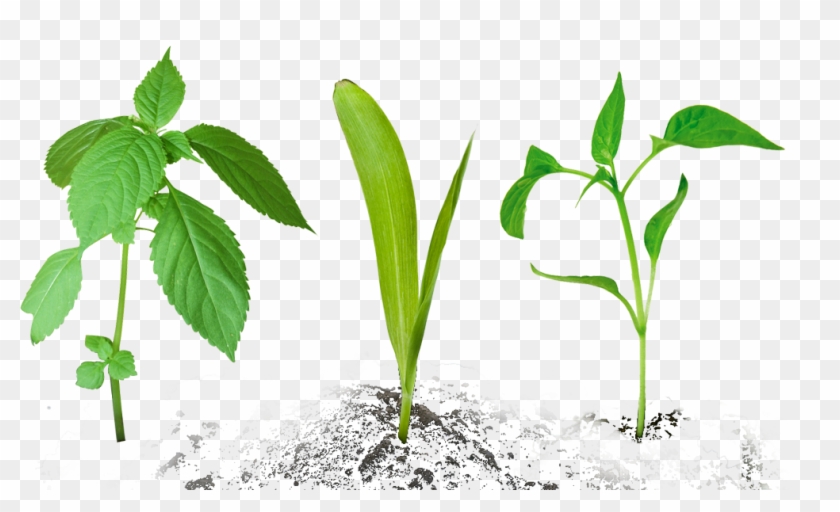 Detail Small Plant Png Nomer 25