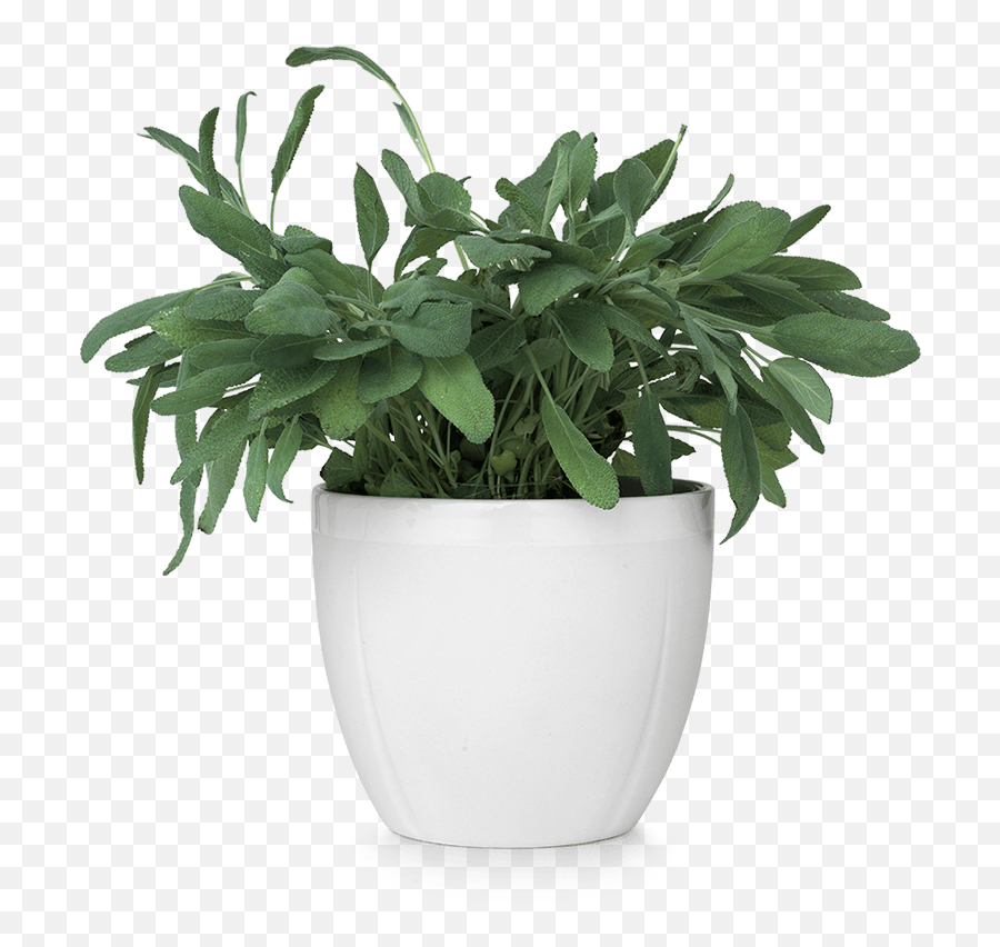 Detail Small Plant Png Nomer 31