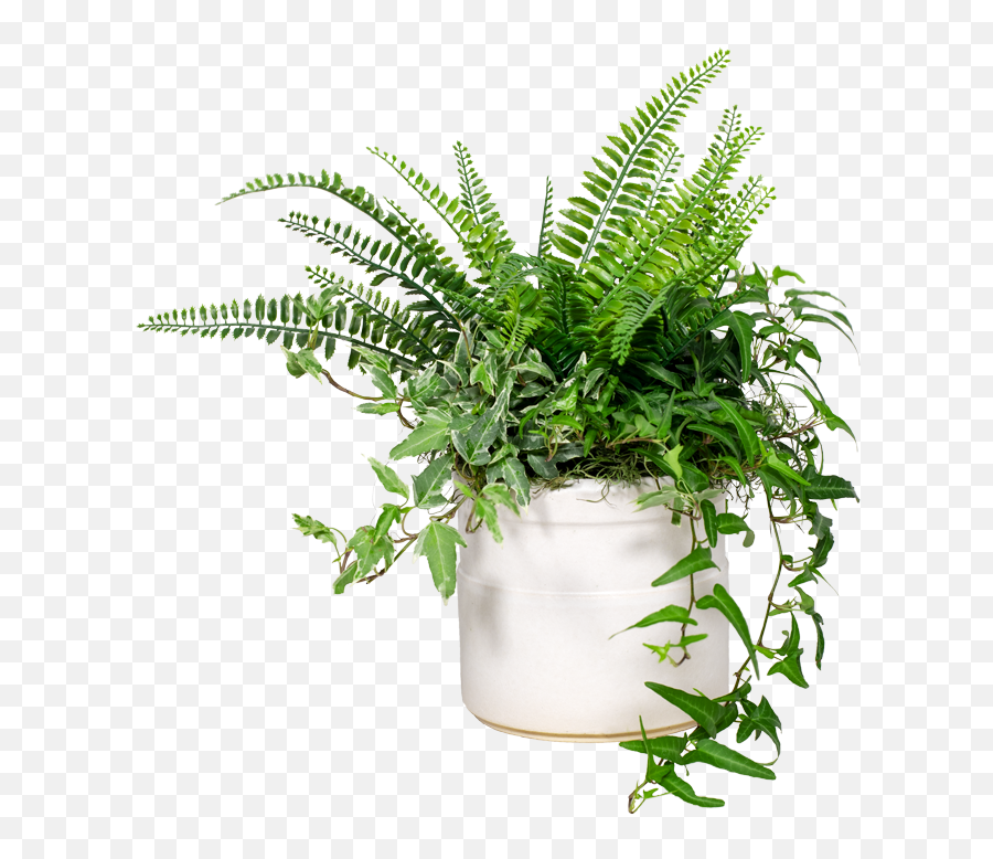 Detail Small Plant Png Nomer 43