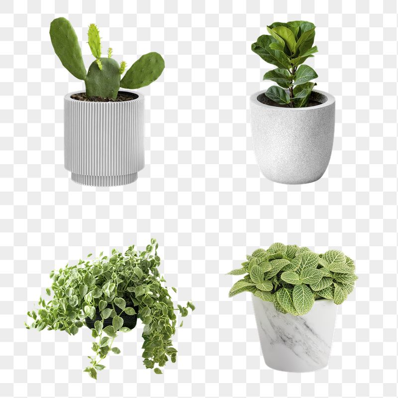 Detail Small Plant Png Nomer 47