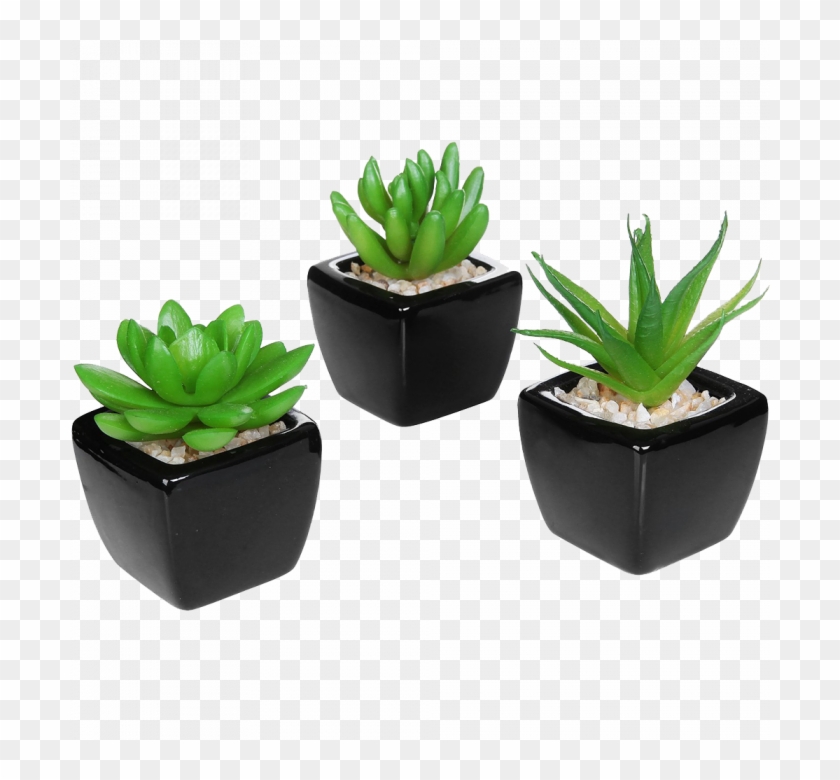 Detail Small Plant Png Nomer 8
