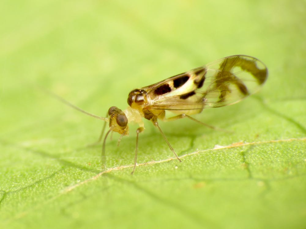 Detail Smallest Wasp In The World Nomer 10