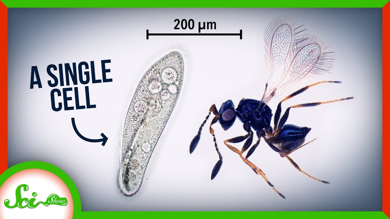 Detail Smallest Wasp In The World Nomer 12