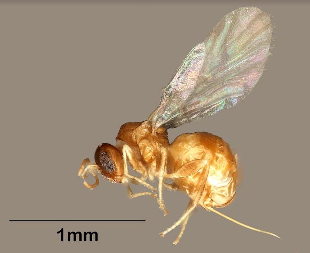 Detail Smallest Wasp In The World Nomer 13