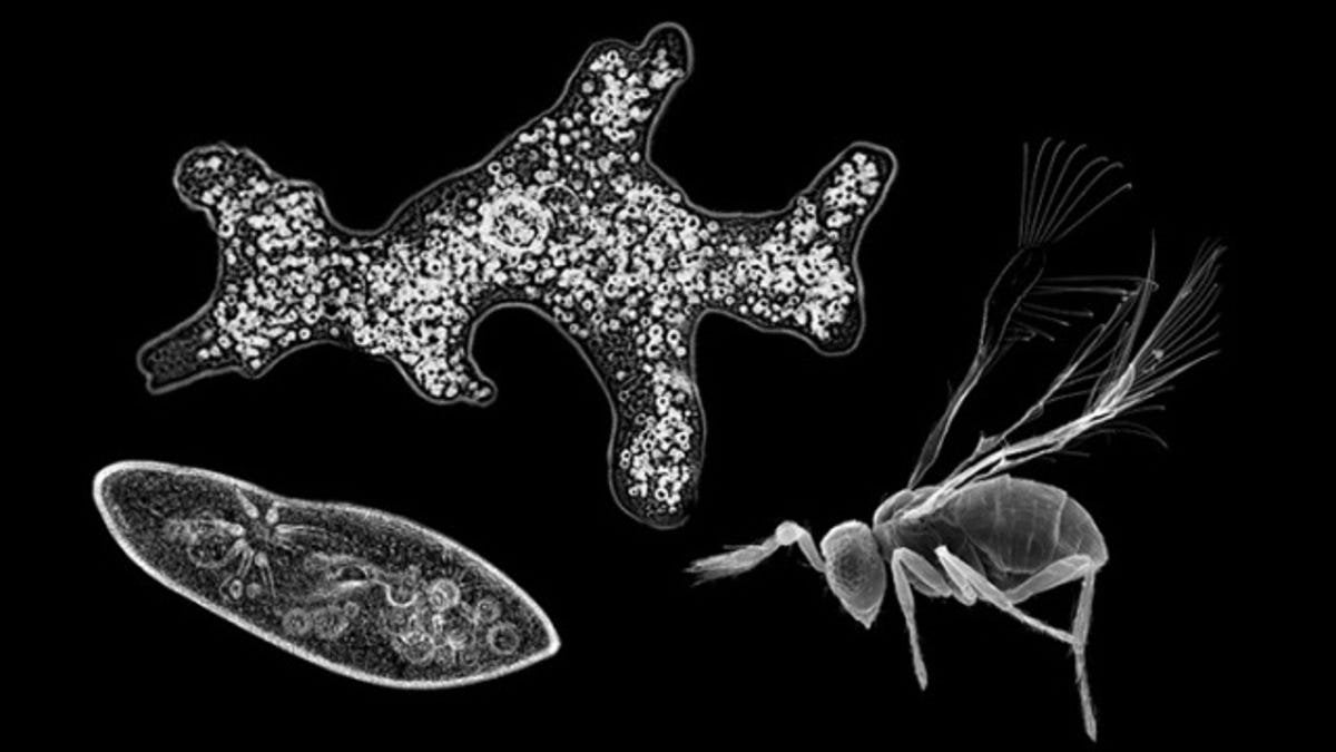 Detail Smallest Wasp In The World Nomer 15