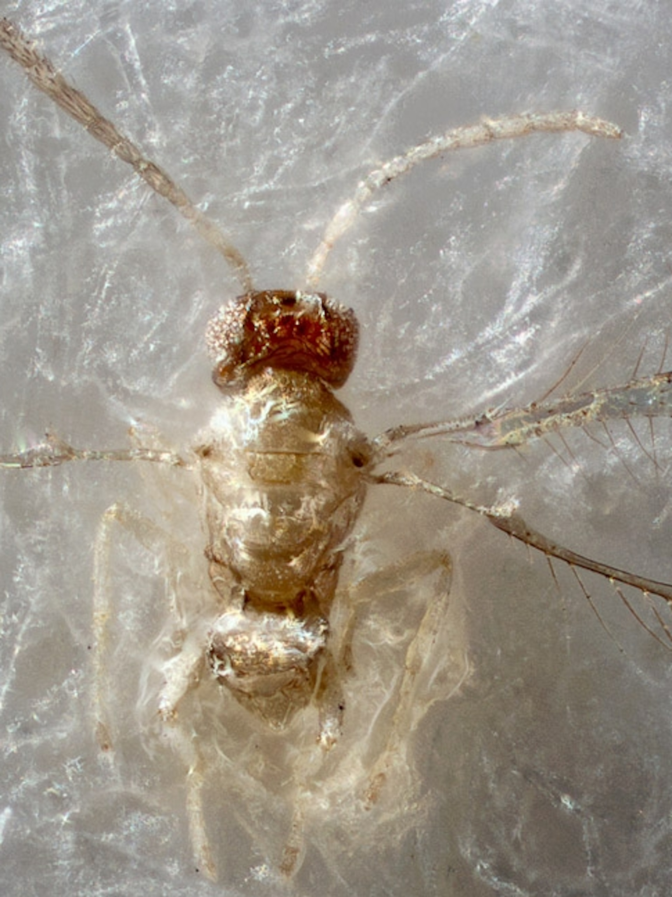 Detail Smallest Wasp In The World Nomer 16