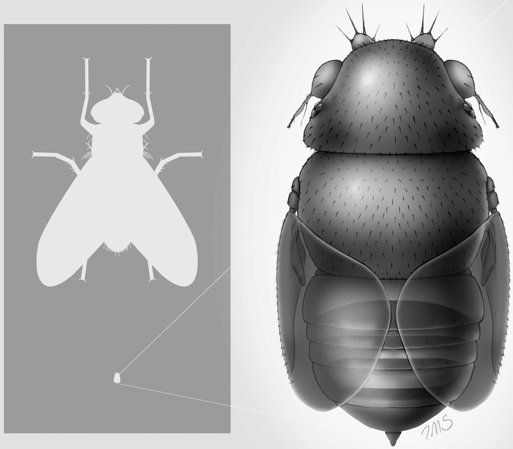 Detail Smallest Wasp In The World Nomer 17