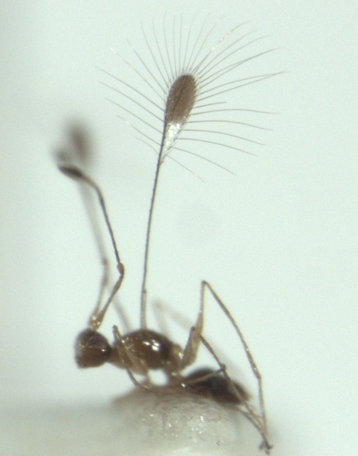 Detail Smallest Wasp In The World Nomer 2