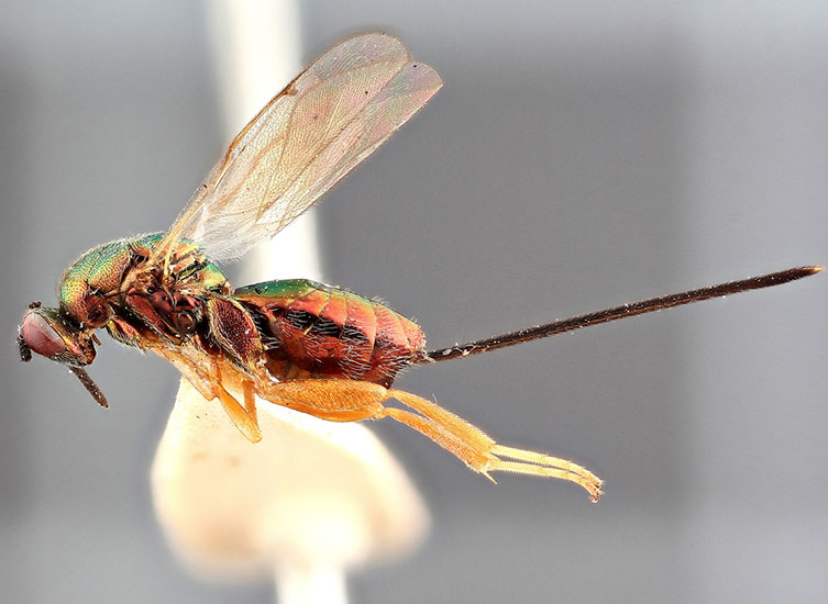 Detail Smallest Wasp In The World Nomer 18