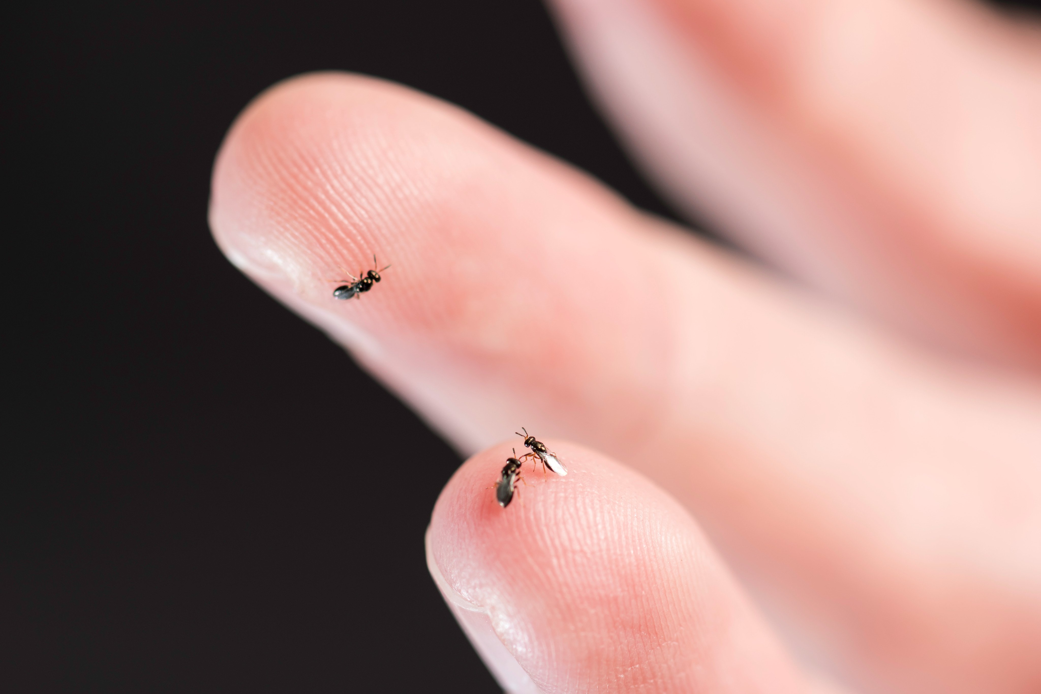 Detail Smallest Wasp In The World Nomer 19