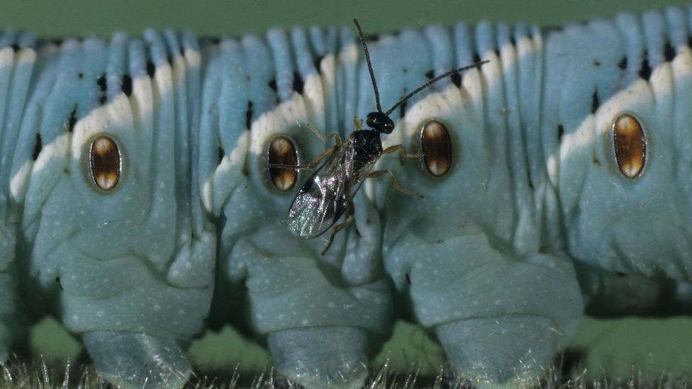 Detail Smallest Wasp In The World Nomer 20