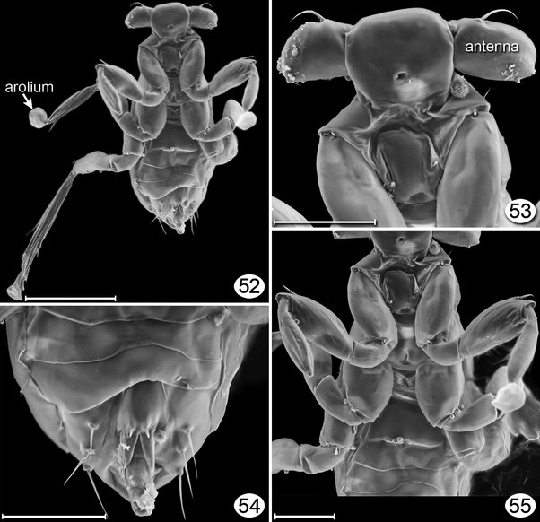 Detail Smallest Wasp In The World Nomer 22