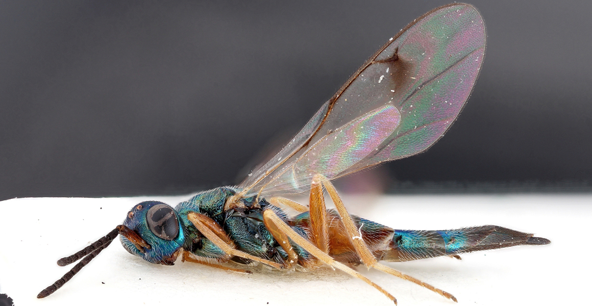 Detail Smallest Wasp In The World Nomer 23