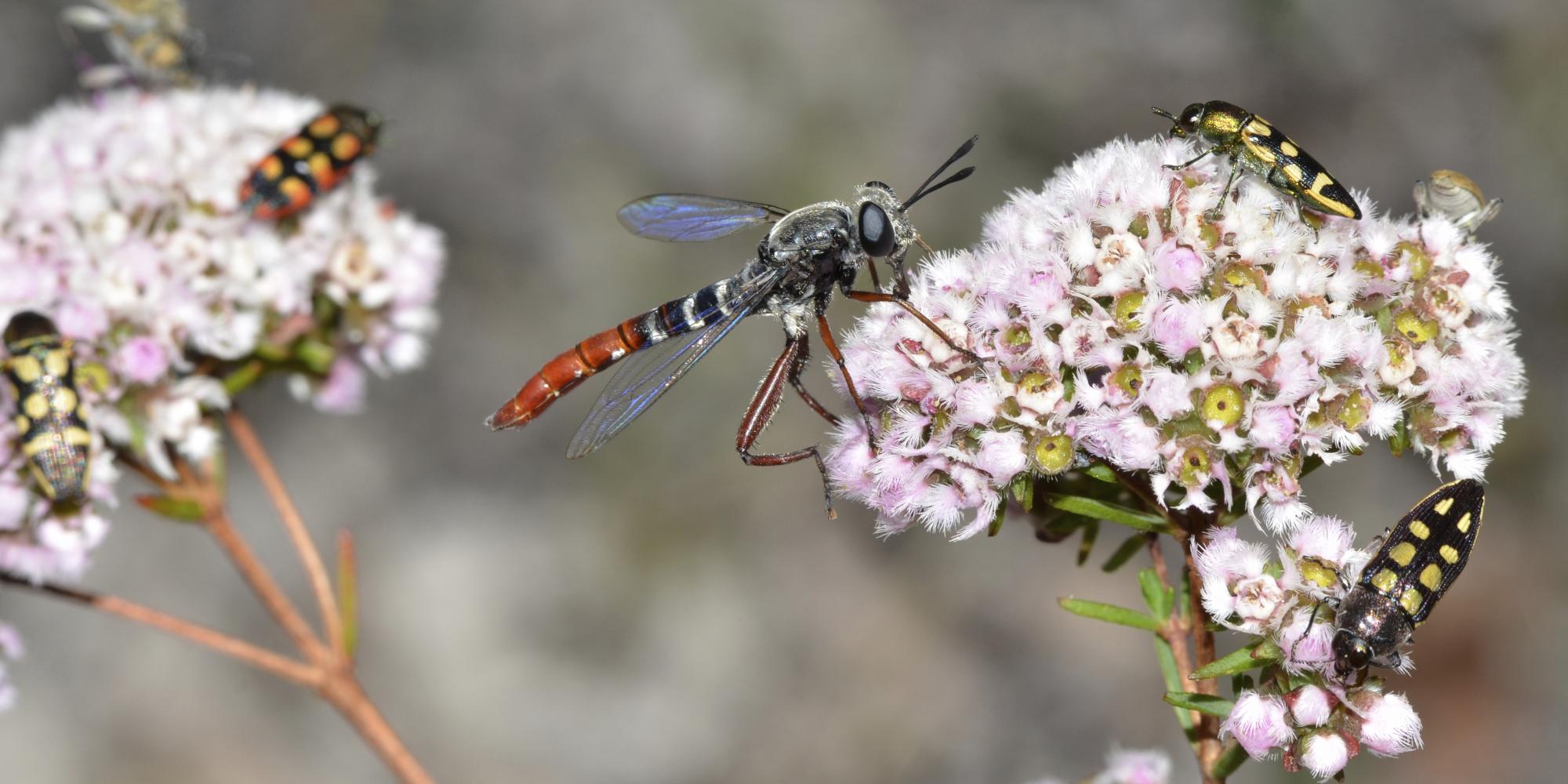 Detail Smallest Wasp In The World Nomer 24