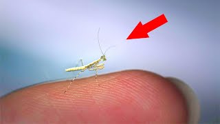 Detail Smallest Wasp In The World Nomer 25