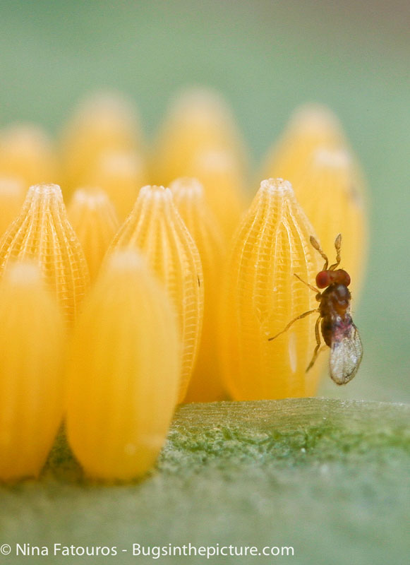 Detail Smallest Wasp In The World Nomer 3