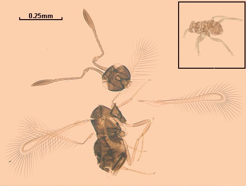 Detail Smallest Wasp In The World Nomer 26