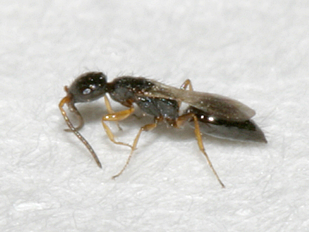 Detail Smallest Wasp In The World Nomer 27