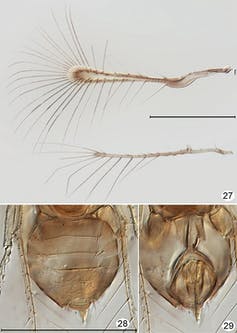 Detail Smallest Wasp In The World Nomer 29