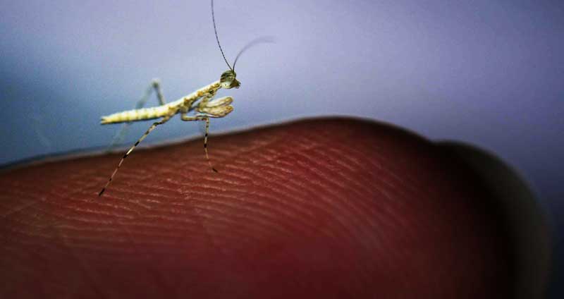 Detail Smallest Wasp In The World Nomer 31
