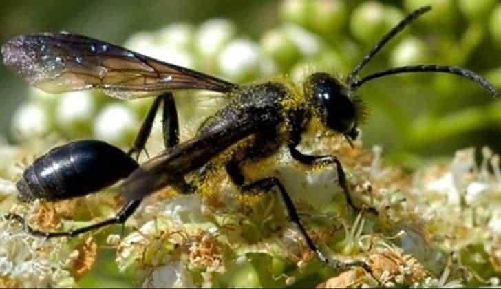 Detail Smallest Wasp In The World Nomer 33