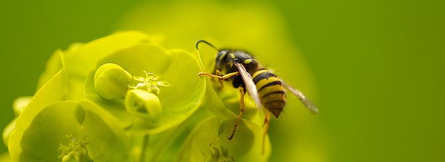 Detail Smallest Wasp In The World Nomer 34