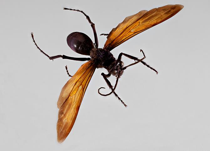 Detail Smallest Wasp In The World Nomer 36