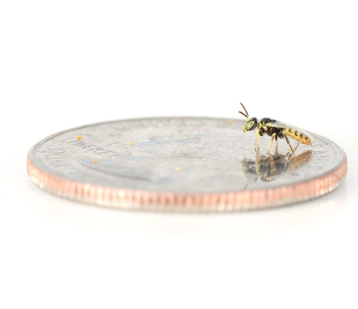 Detail Smallest Wasp In The World Nomer 37