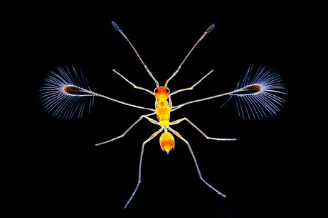 Detail Smallest Wasp In The World Nomer 38