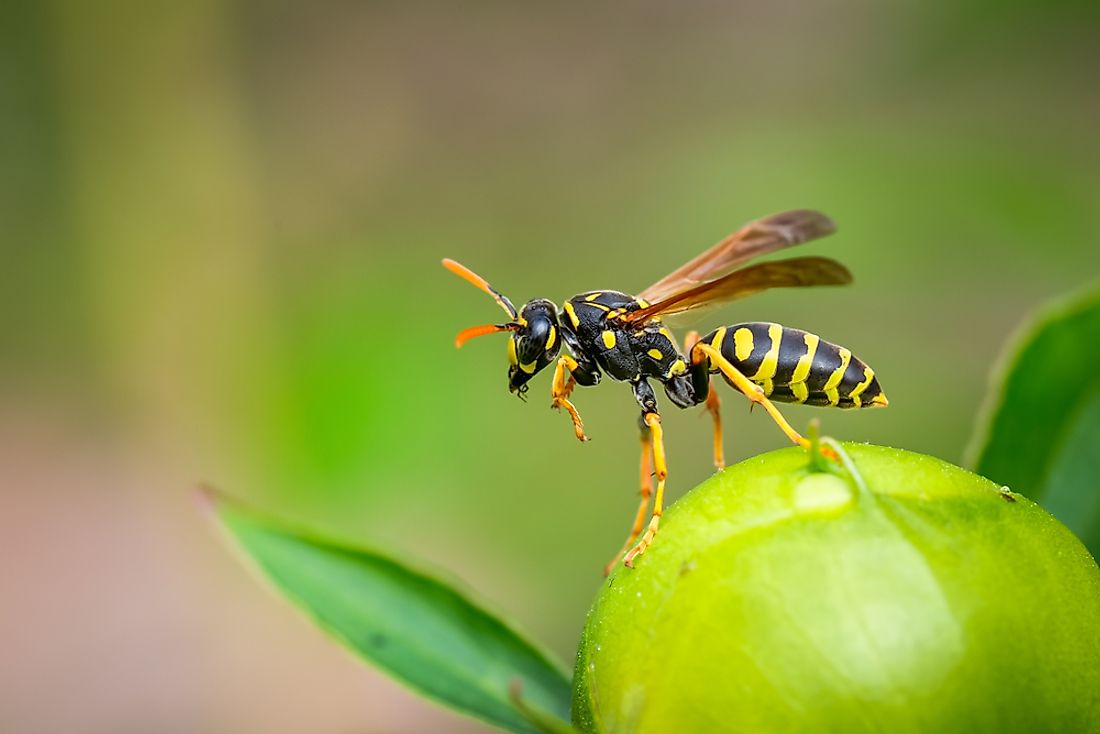Detail Smallest Wasp In The World Nomer 39