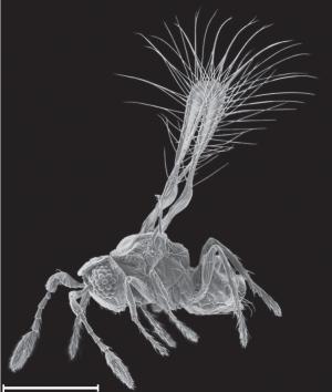 Detail Smallest Wasp In The World Nomer 40