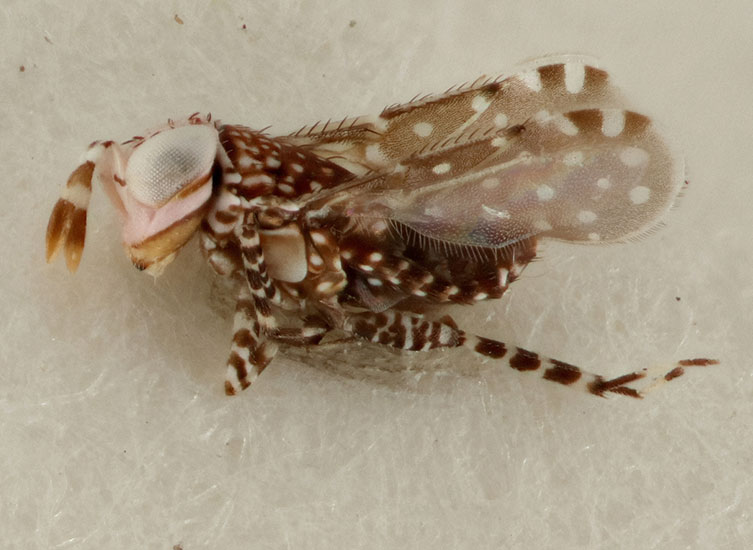 Detail Smallest Wasp In The World Nomer 41