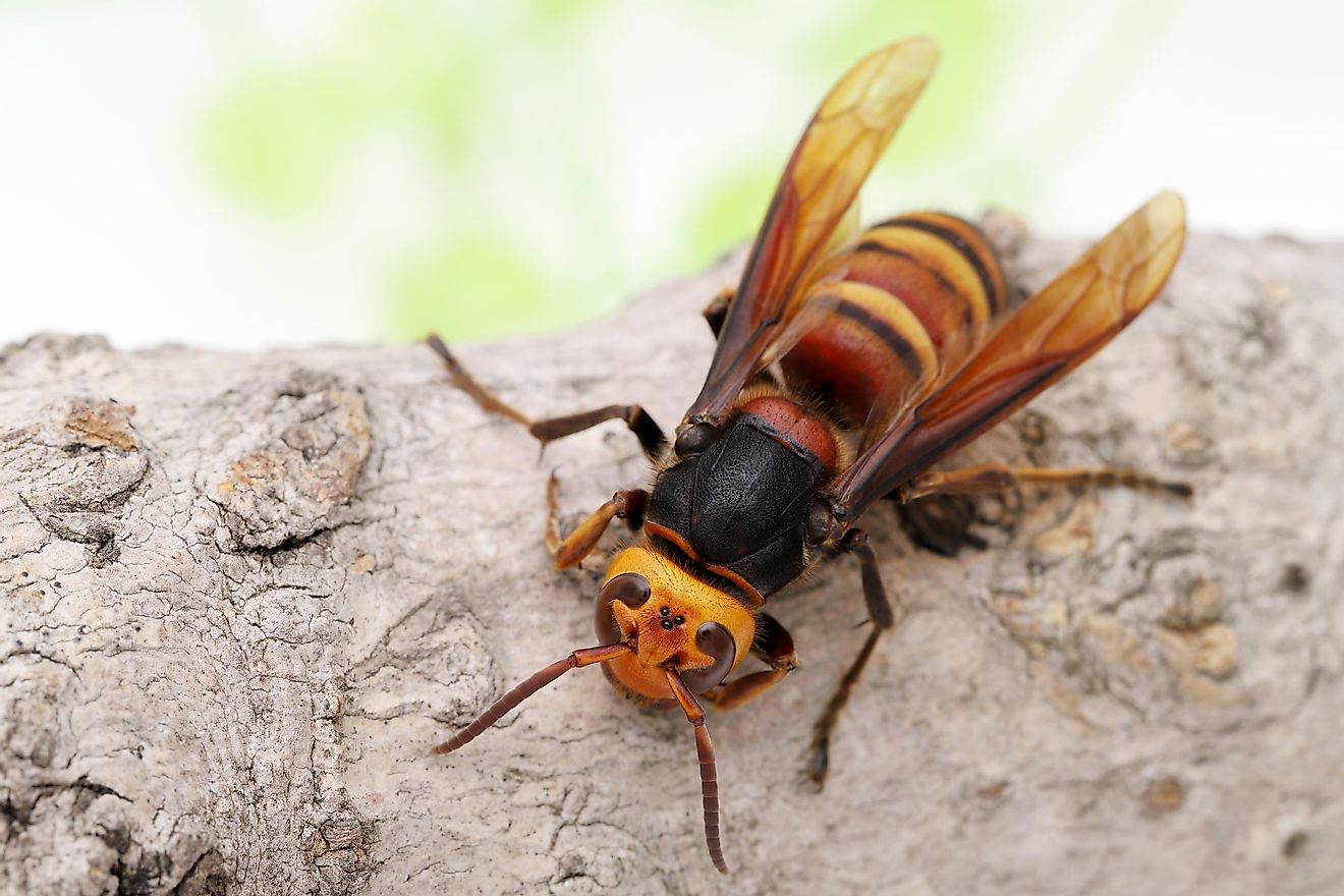 Detail Smallest Wasp In The World Nomer 42