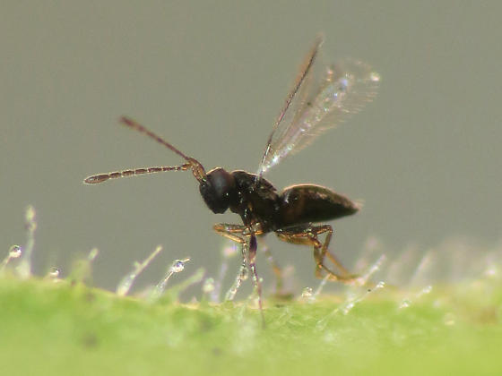 Detail Smallest Wasp In The World Nomer 43