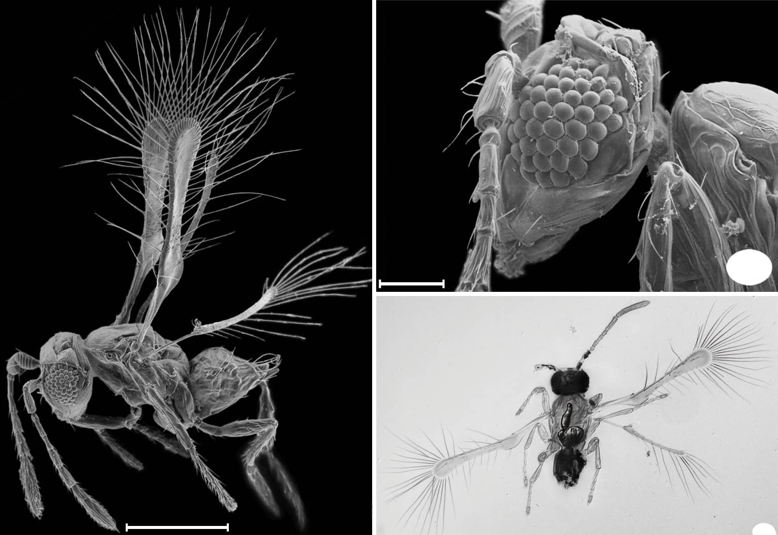 Detail Smallest Wasp In The World Nomer 5