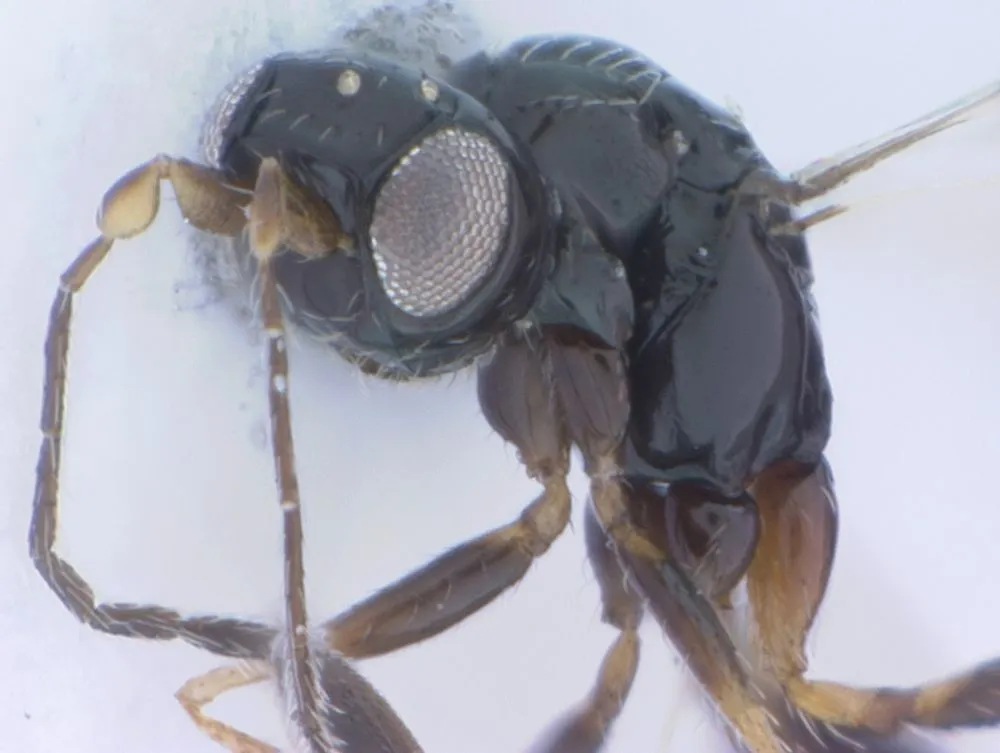 Detail Smallest Wasp In The World Nomer 44