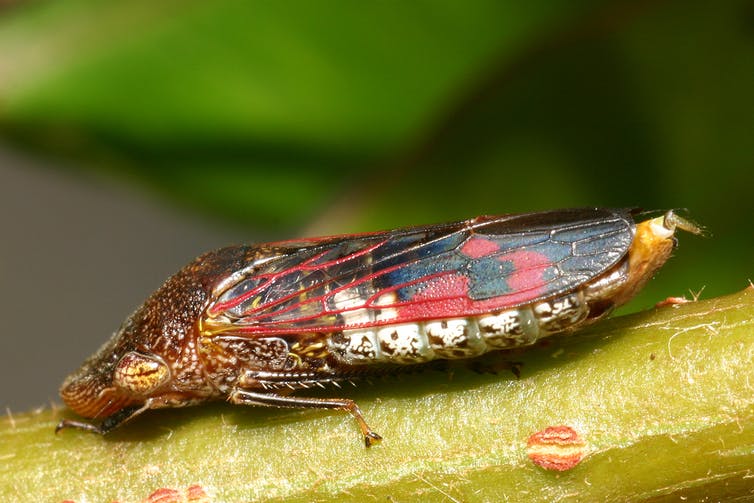 Detail Smallest Wasp In The World Nomer 45