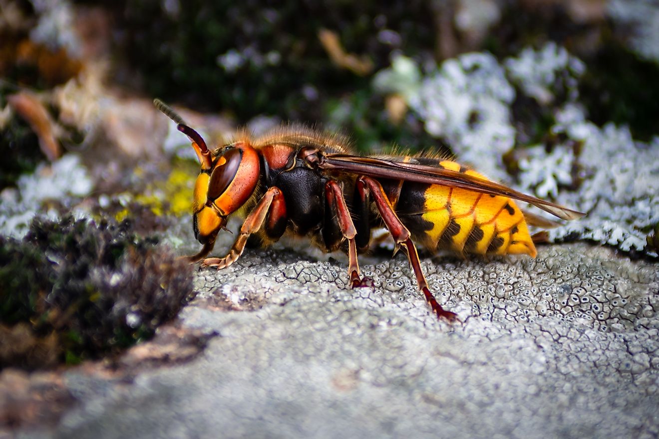 Detail Smallest Wasp In The World Nomer 46
