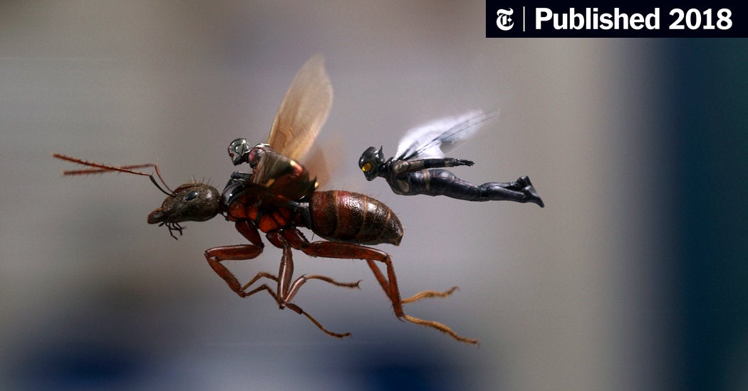 Detail Smallest Wasp In The World Nomer 47