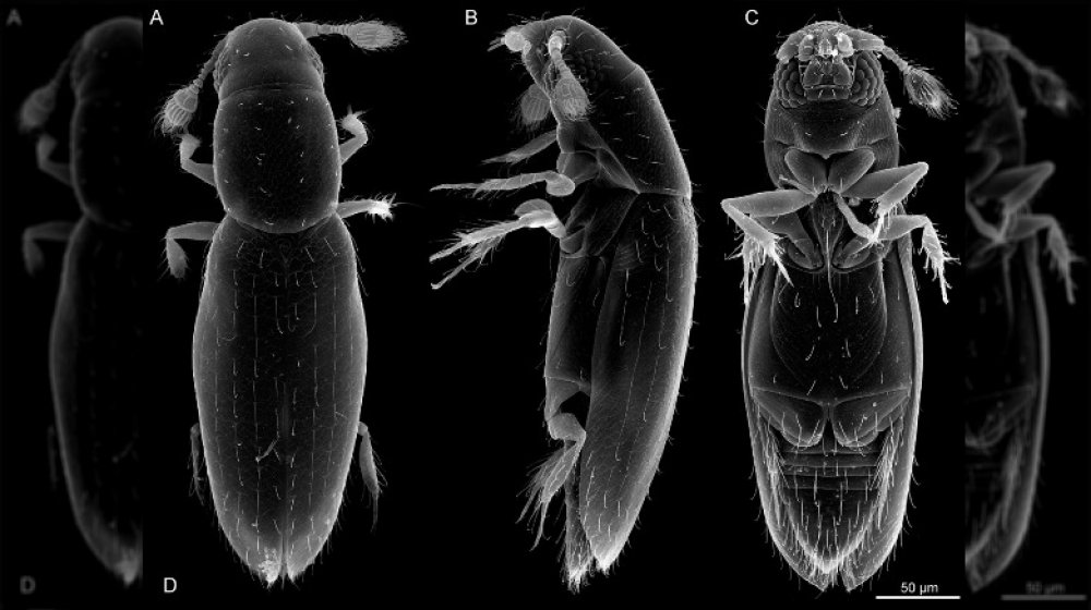 Detail Smallest Wasp In The World Nomer 48