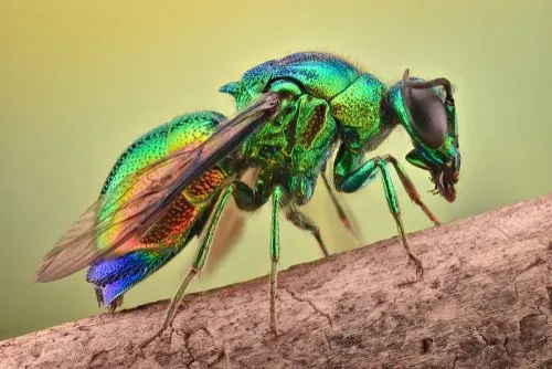 Detail Smallest Wasp In The World Nomer 49