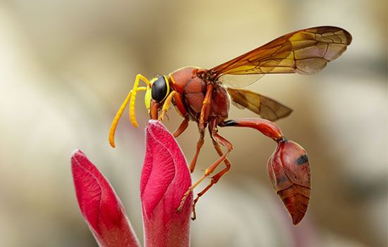 Detail Smallest Wasp In The World Nomer 50