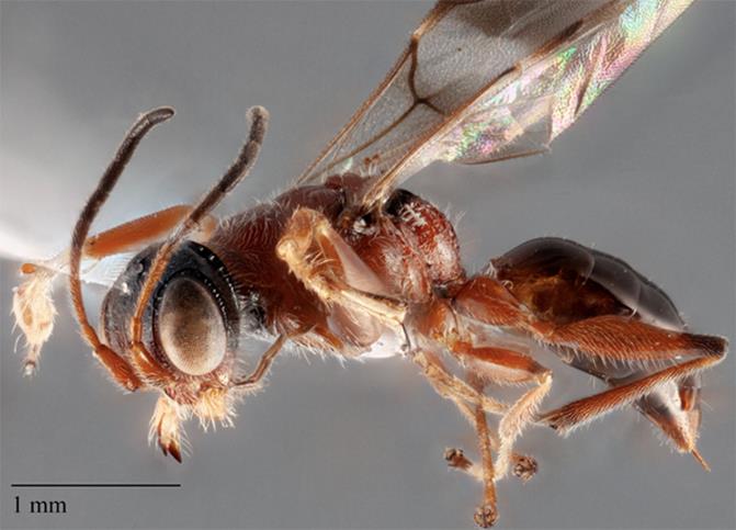 Detail Smallest Wasp In The World Nomer 51