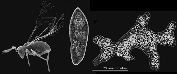 Detail Smallest Wasp In The World Nomer 8