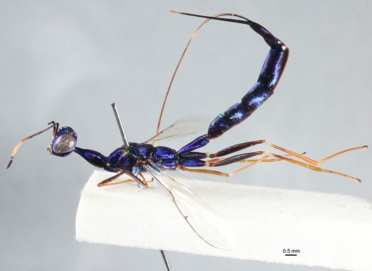 Detail Smallest Wasp In The World Nomer 9