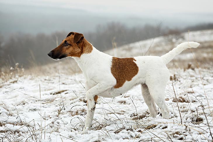 Smooth Fox Terrier - KibrisPDR