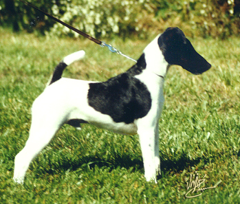 Detail Smooth Fox Terrier Nomer 2