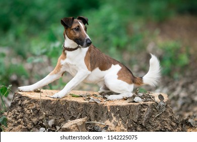 Detail Smooth Fox Terrier Nomer 10