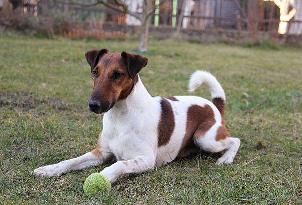 Detail Smooth Fox Terrier Nomer 11