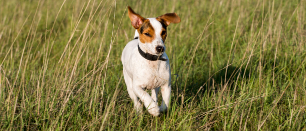 Detail Smooth Fox Terrier Nomer 12